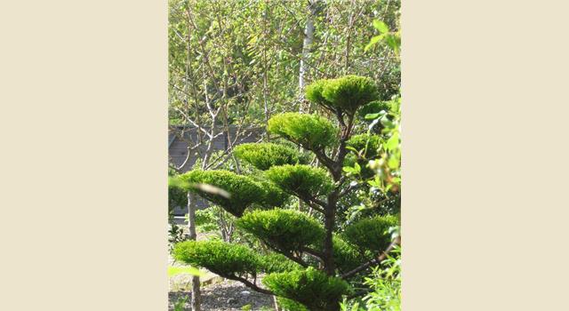 Juniperus - 3ème année