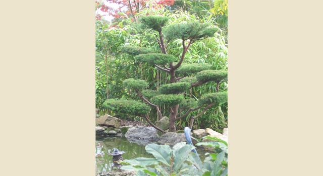 Taille Japonaise Jardin 